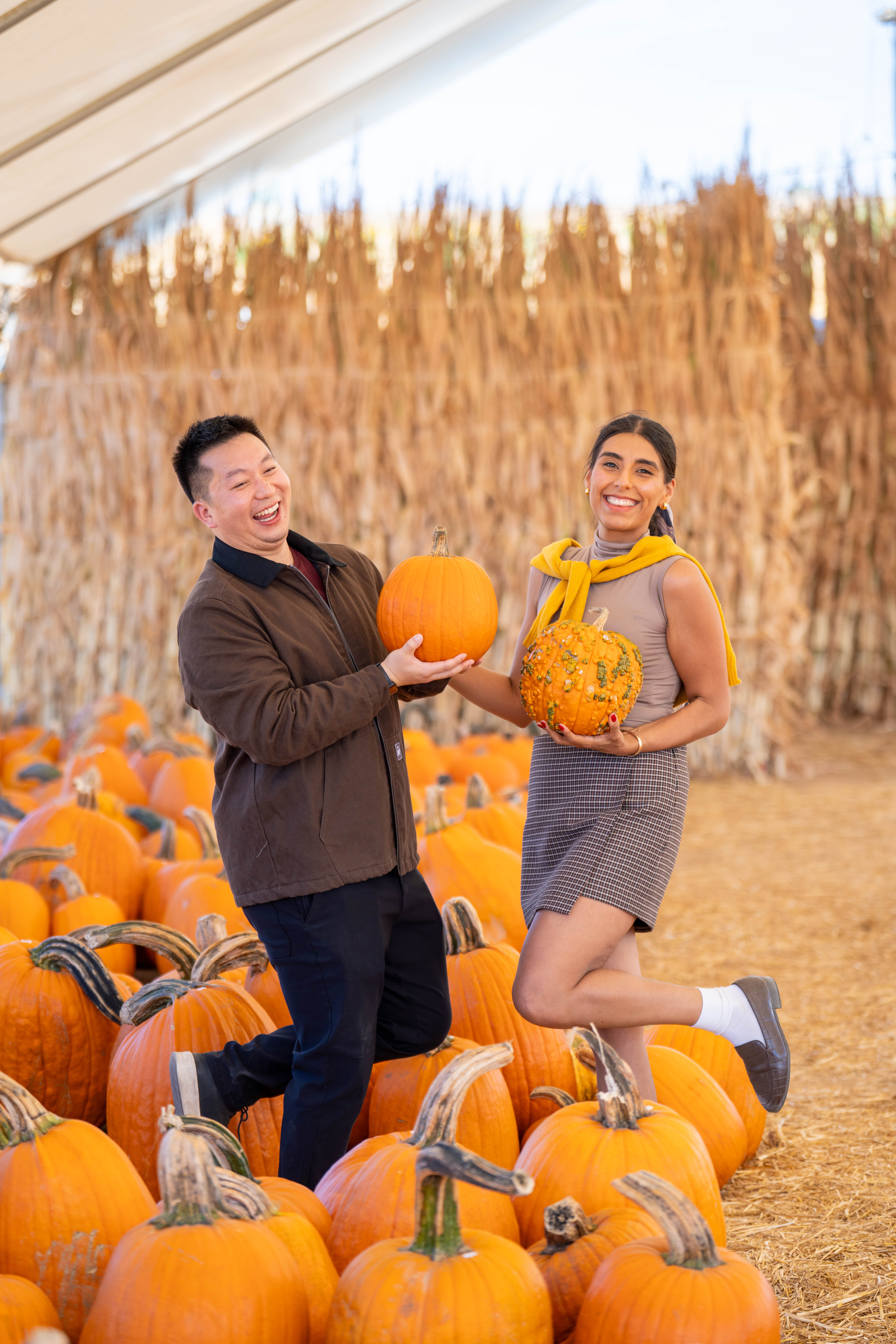 Couple laughing and holding up pumpkins in a field of pumpkins