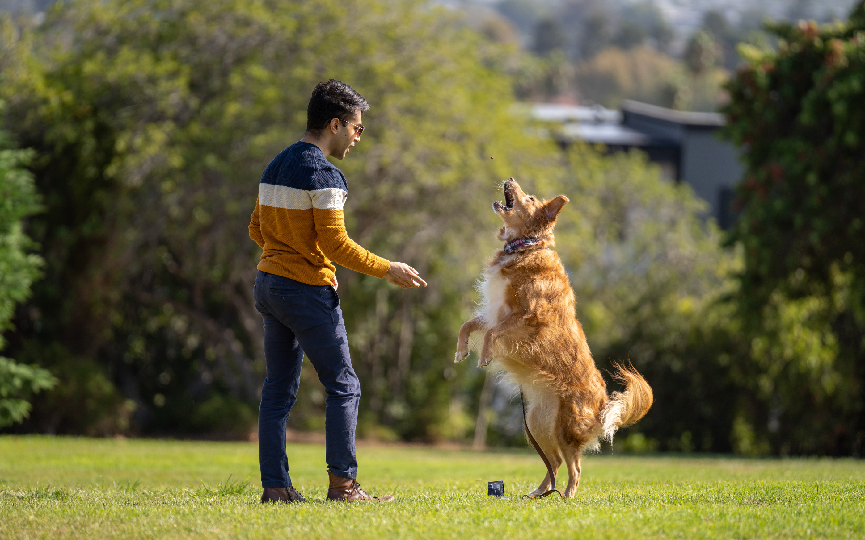 Man playing fetch with a dog in a sunny grassy park